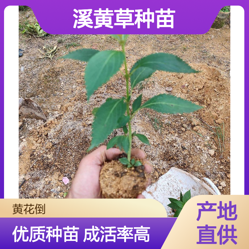 产地直供溪黄草种苗 多年生根系发达 成活高规格齐全