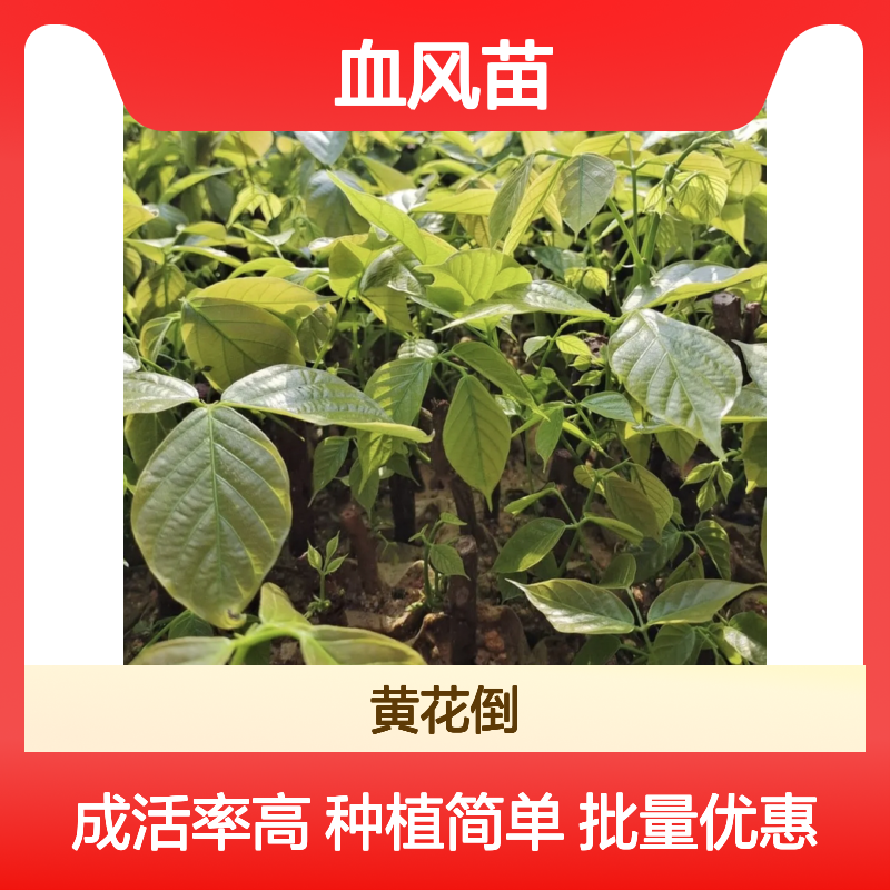 血风种植区 优质血风苗 批量供应 生长迅速 管理简单