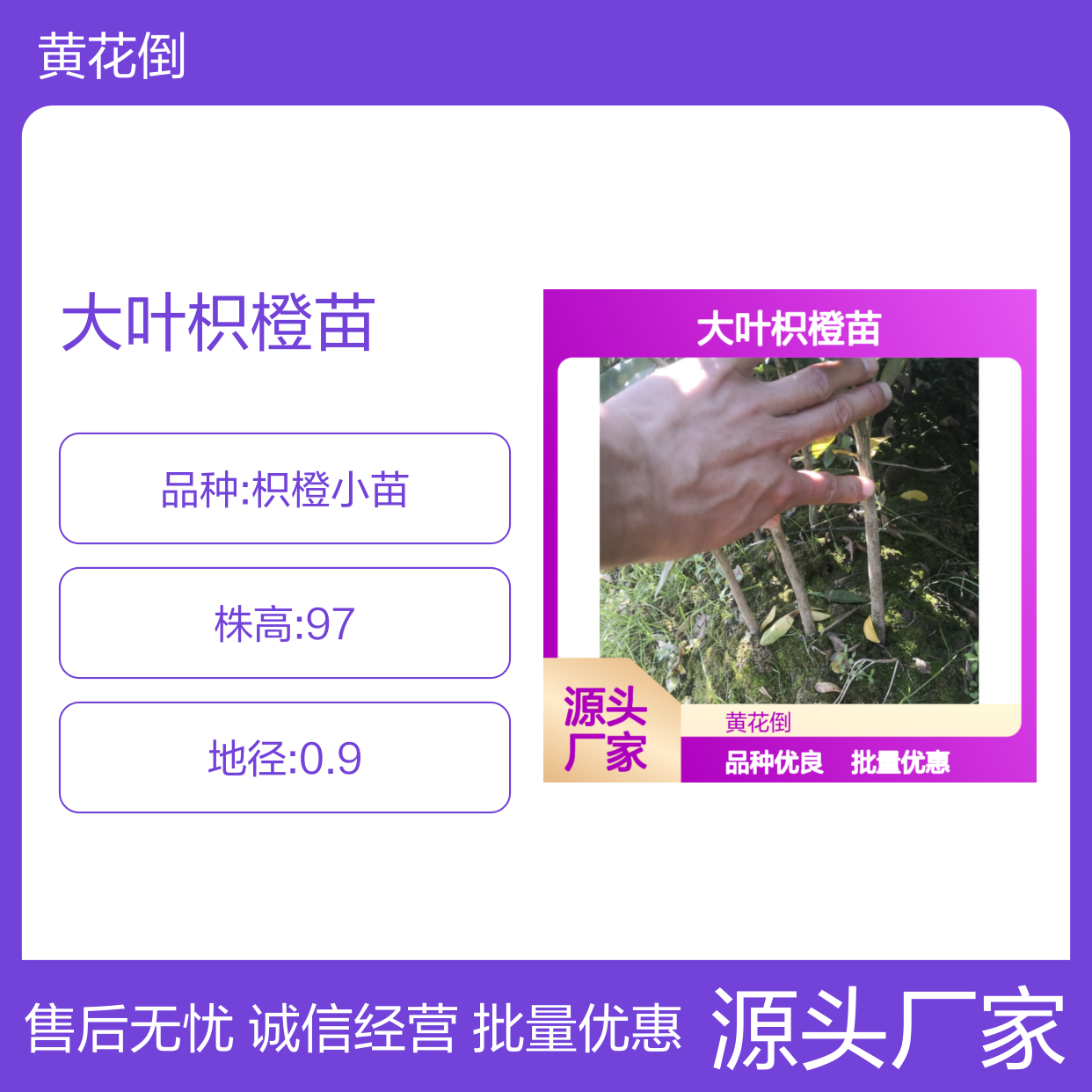 大叶枳橙苗 优质砧木 抗病性强 技术领先 品种多样
