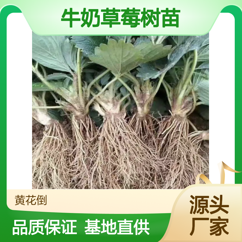 牛奶草莓树苗 基地直供 批发零售 果实硕大 风味酸甜