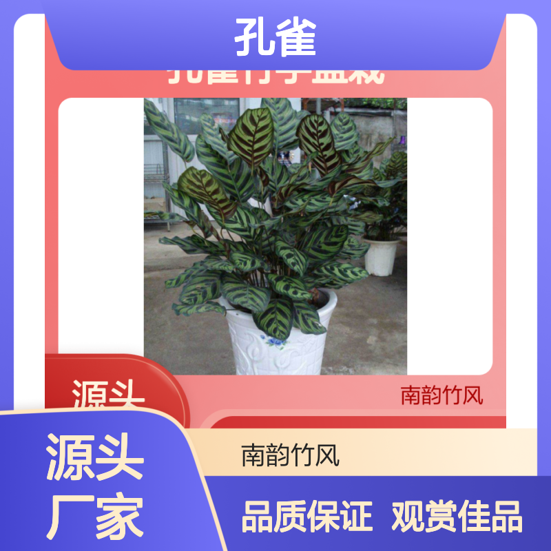 孔雀竹芋盆栽 花卉租摆常见品种 寓意孔雀开屏备受客户喜爱