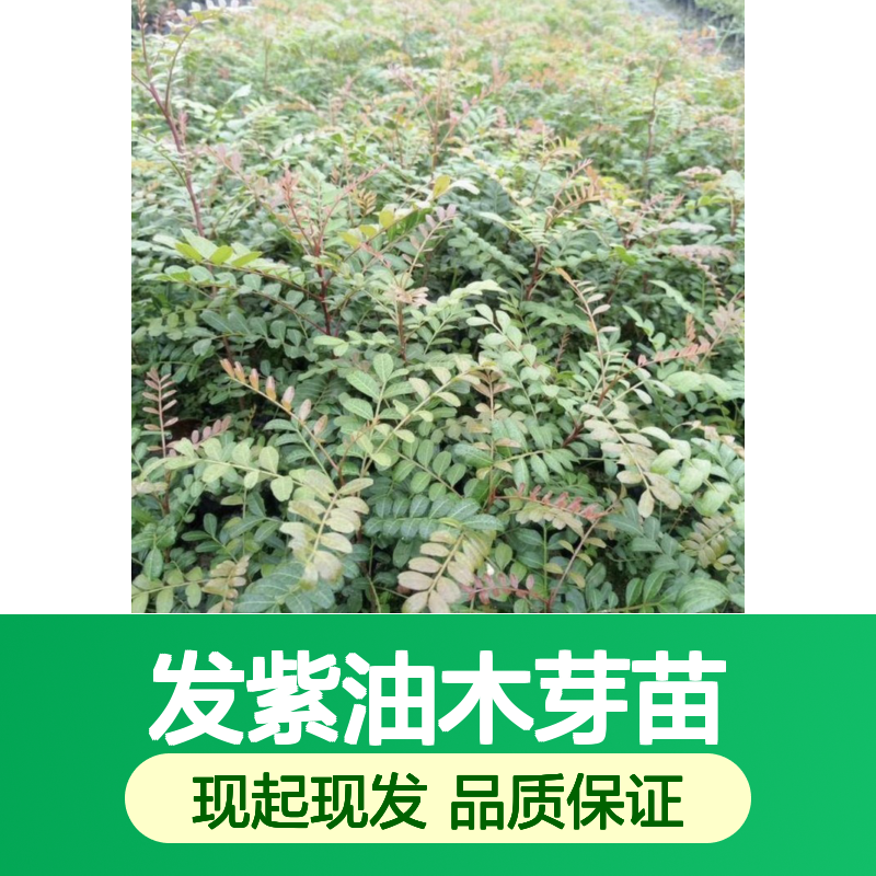 现起现发紫油木芽苗 多年生根系发达 成活高规格齐全