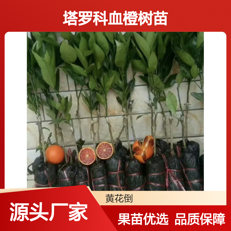 塔罗科血橙树苗 优质品种果树苗木 汁多化渣 风味浓郁