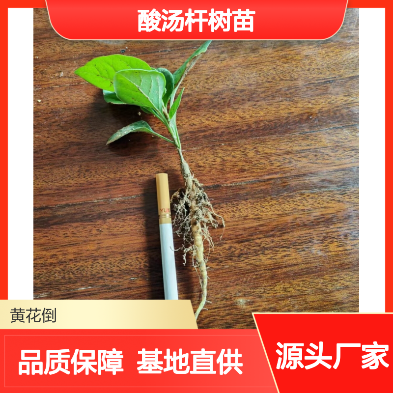 酸汤杆树苗 基地直供 园林绿植 根系发达 生长迅速