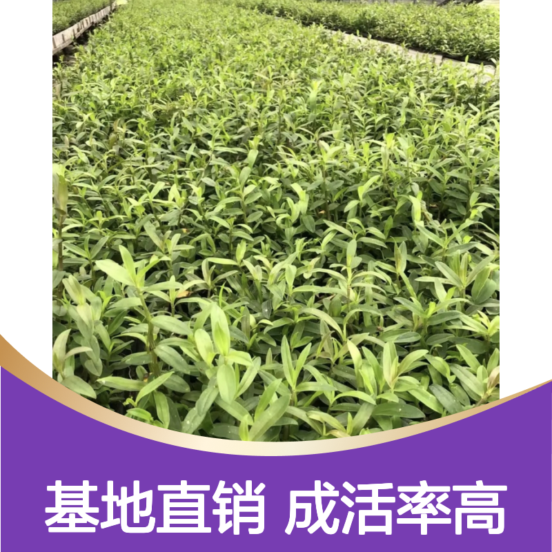 批发金钗石斛种苗 附主栽培指导 基地直供 品质优良