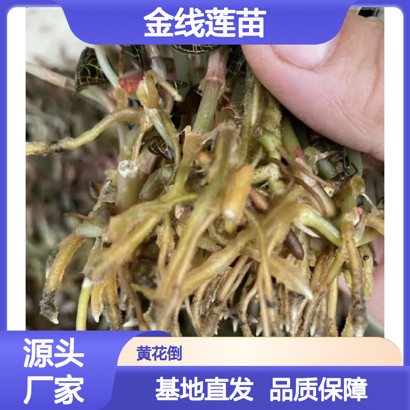金线莲苗 兰科植物 基地直供 品质优良 成活率高