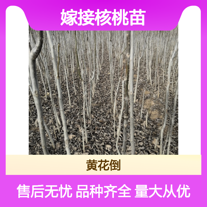 精选嫁接核桃苗 种植区批发 园林优选 成活率高