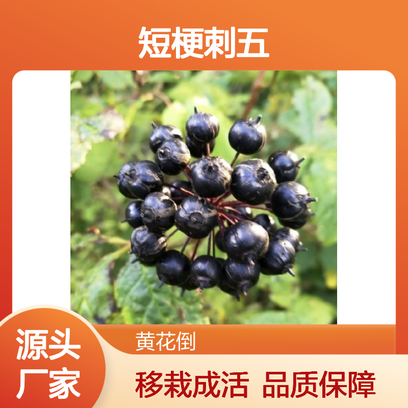 短梗刺五加小苗 硬枝扦插种植技术 生长健壮 根系发达