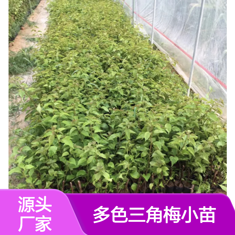 多色三角梅小苗 基地直供批发种植 生长迅速 易于养护