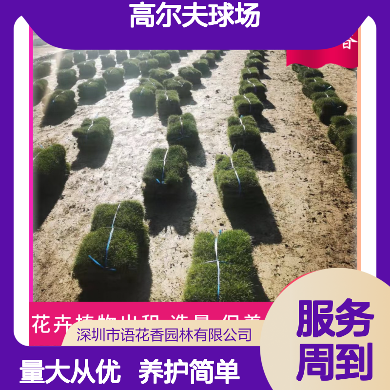 四季青混播草皮 耐寒耐践踏 适用于高尔夫球场 易于打理