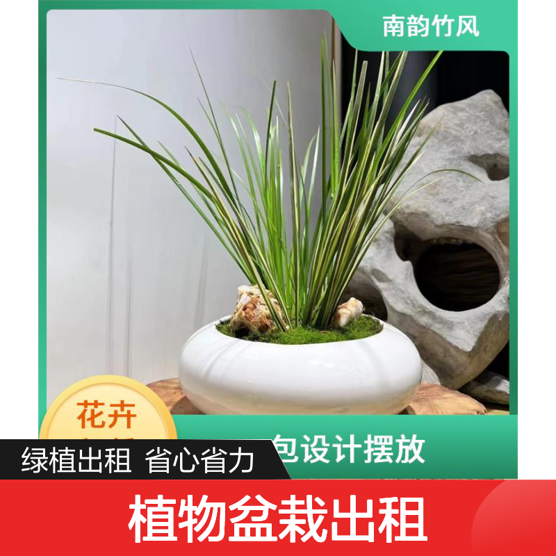 植物盆栽出租 办公室绿植租摆方案制定 符合公司文化 经济实惠