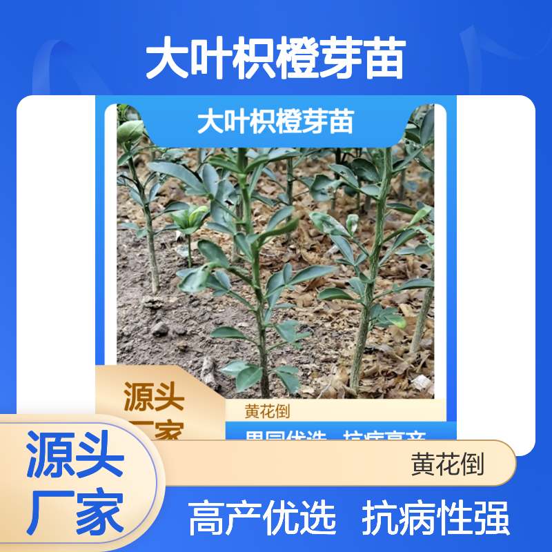 大叶枳橙芽苗 果园优选 抗病高产 强健树势 基地直供