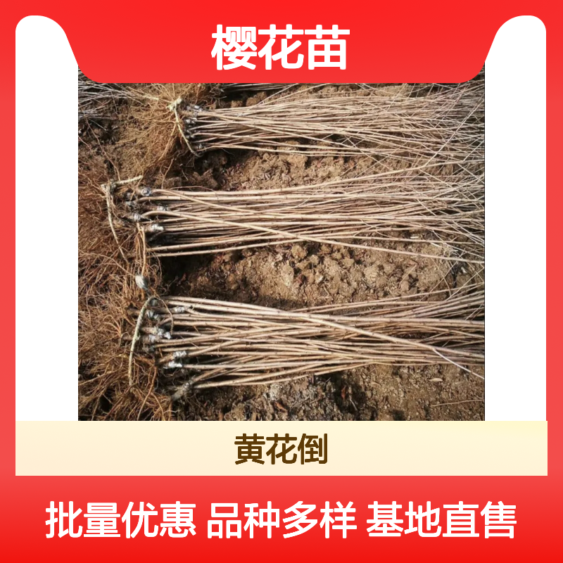 日本樱花苗 垂枝樱花 河津樱 批发供应 品种丰富