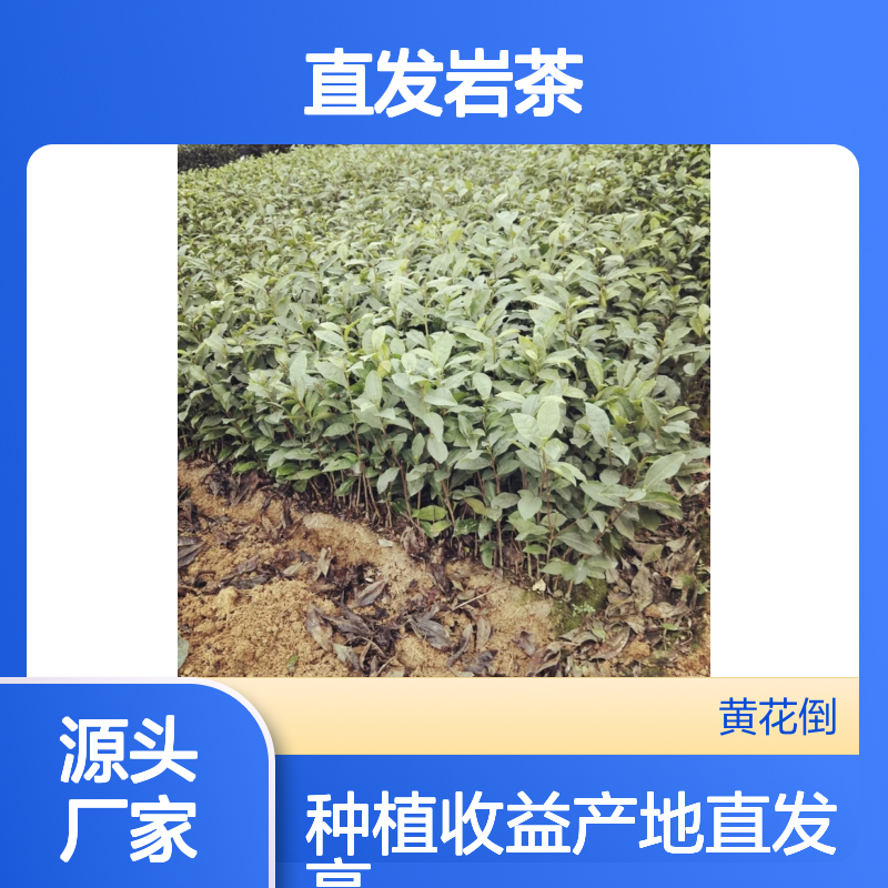 产地直发岩茶小杯苗 种植收益好荒山农田均可种植
