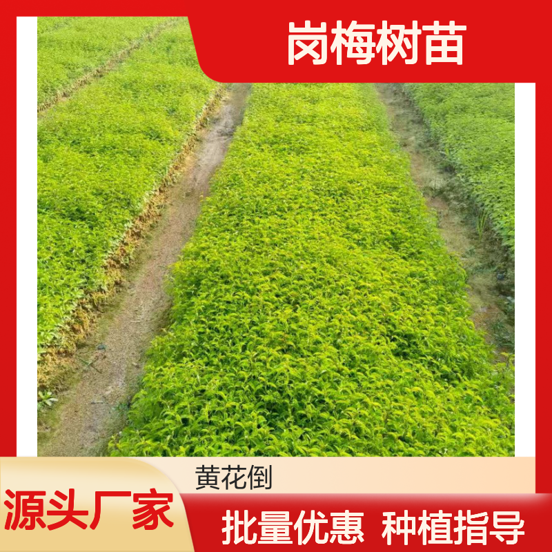 优质岗梅树苗 园林种植优选 基地直供 药用价值