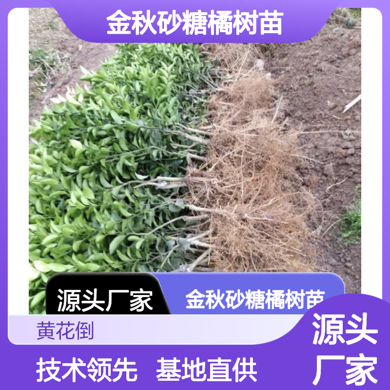 批发金秋砂糖橘树苗 口感细腻佳品 基地直供 技术领先