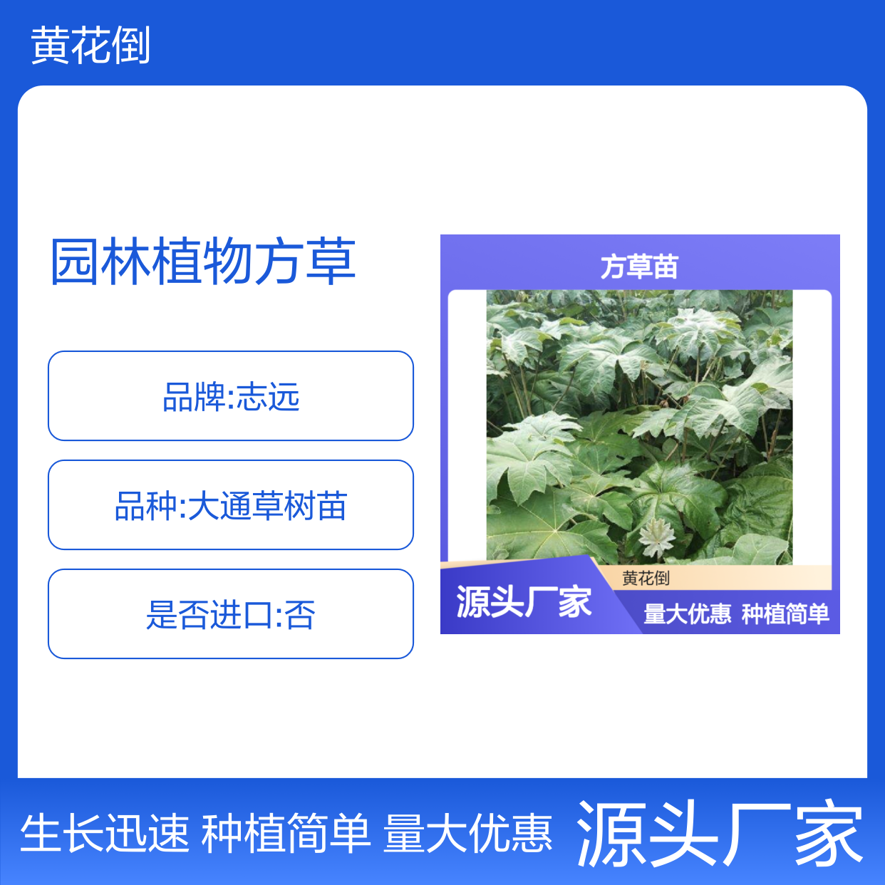 方草苗批发 优质园林植物方草供应 易于栽培 生长迅速
