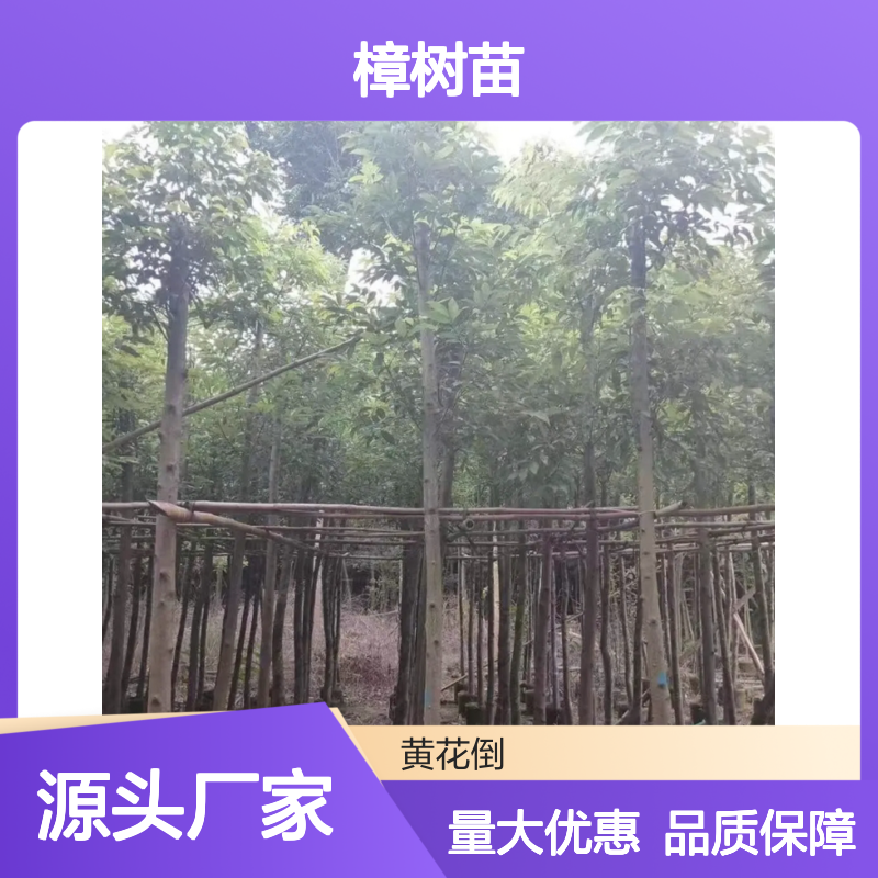 天竺桂樟树苗 基地直供 常绿乔木 高成活率 优选品种