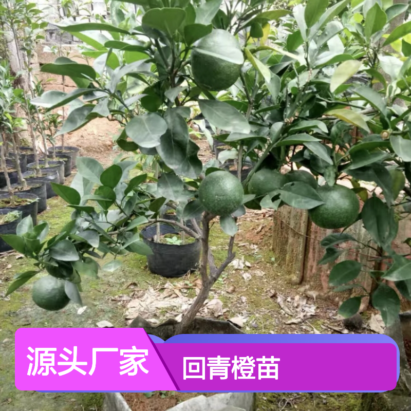 回青橙苗 园林种植优选 健壮易活 观赏药用兼备