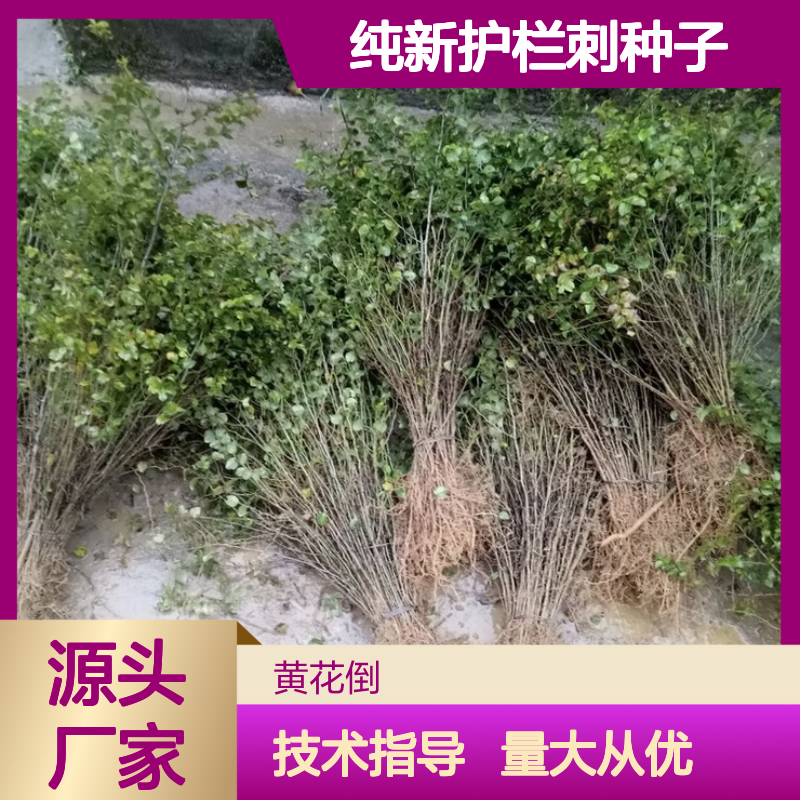 当年纯新护栏刺种子 自产自销技术指导 绿篱优选