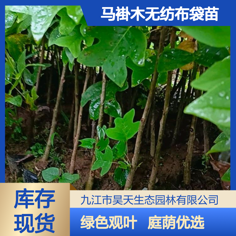 马褂木无纺布袋苗 庭荫树优选 0.8m主干高 冠幅20cm 绿色观叶落叶苗木