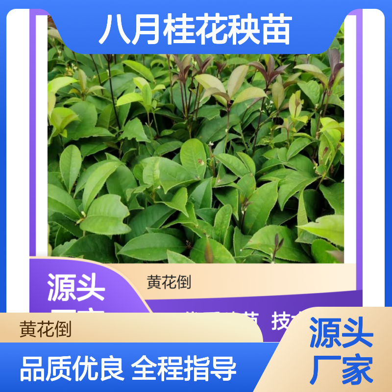 产地直供八月桂花秧苗 全程技术指导 十几年苗木培育经验