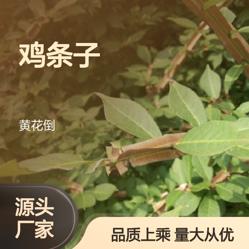山鸡条子种苗 百亩基地直供 批发种植 成活率高