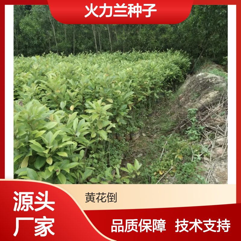 当年新采火力兰种子 园林观花乔木优选 技术指导