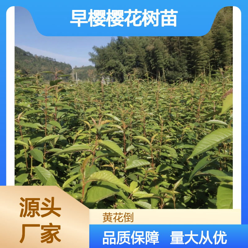 早樱樱花树苗 基地直供 园林优选 批发种植 专业培育