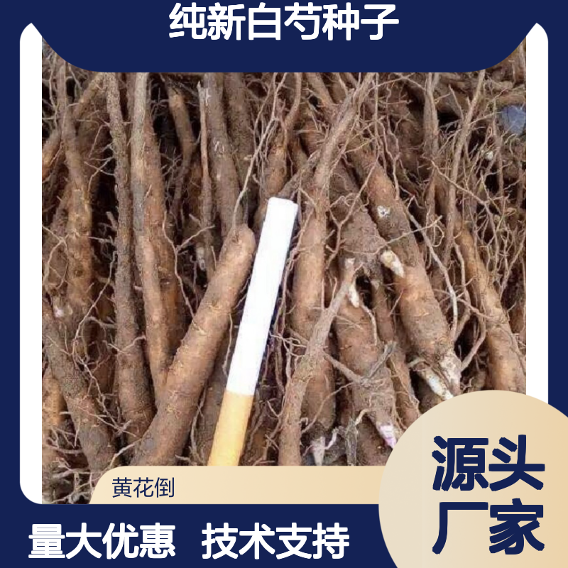 纯新白芍种子 当年新货 种植技术指导 观赏药用