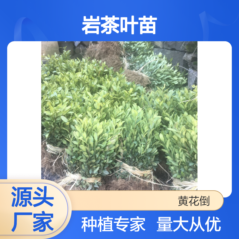 百亩岩茶种植园 岩茶叶苗批发 优选品种 服务周到
