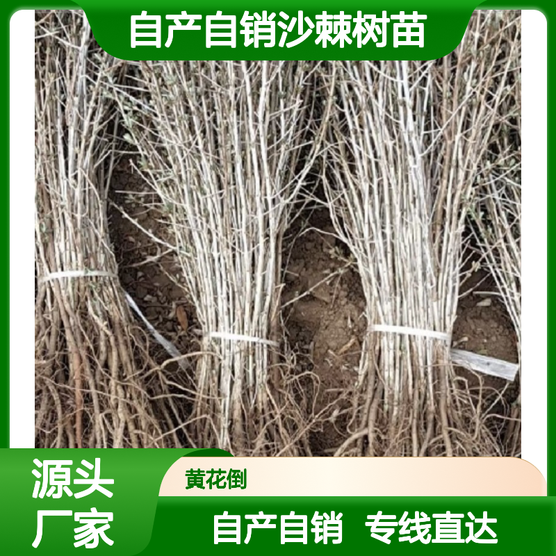 自产自销沙棘树苗 购买数量达到要求全国专线车直达送货