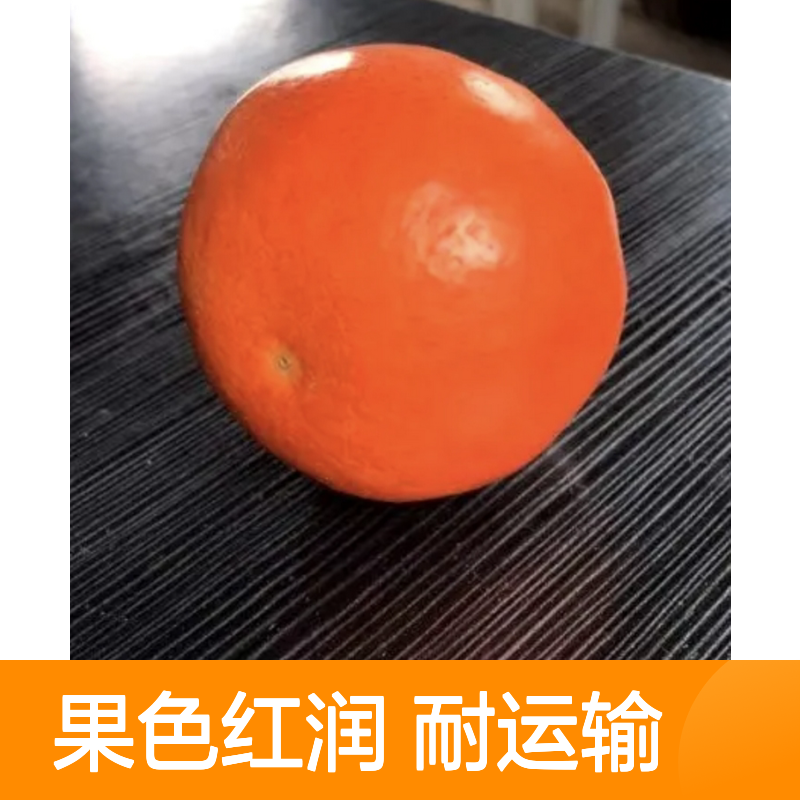 红美人柑桔树苗 种植主产区 优选品种 基地直供