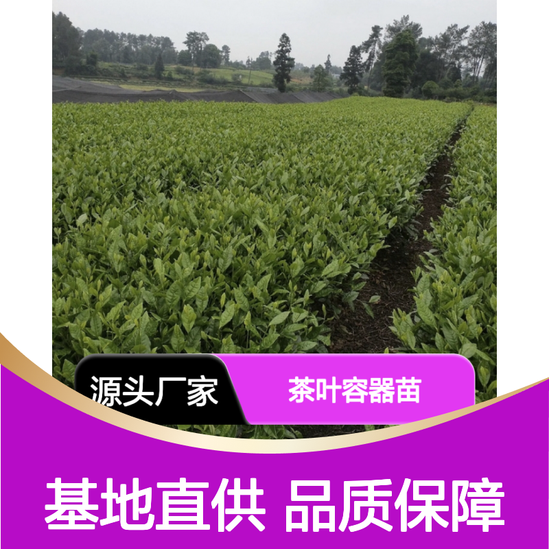 茶叶容器苗 基地直发 种植技术指导 品质纯正 管理方便