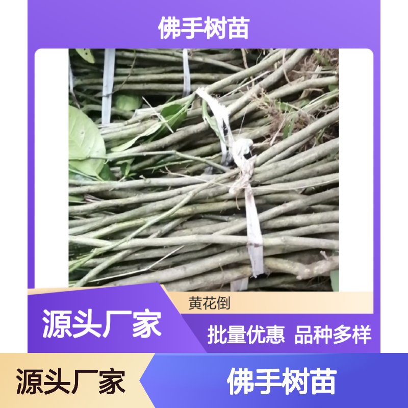 佛手培育主产区 优质佛手树苗 批发供应 香气浓郁