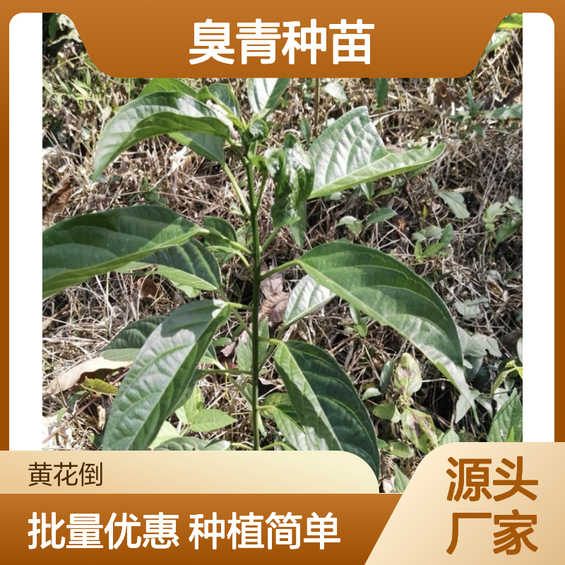 臭青种苗 批发供应 园林植物优选 生长迅速 易于栽培