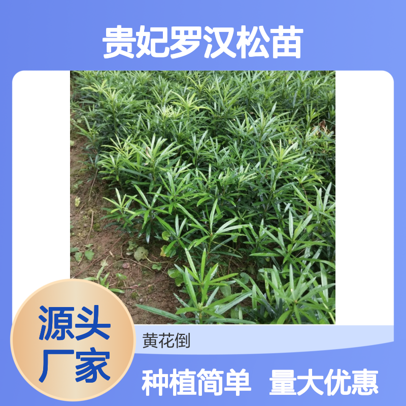 贵妃罗汉松苗 主产区直供 园林优选 生长迅速 易于养护