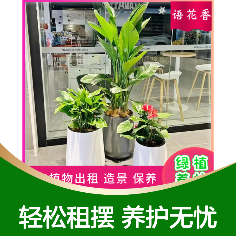 盆栽租摆花卉 天堂鸟绿植 全程养护 长期短期灵活租