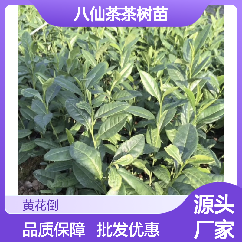 八仙茶茶树苗 批发种植园直供 品质优良 健康降压