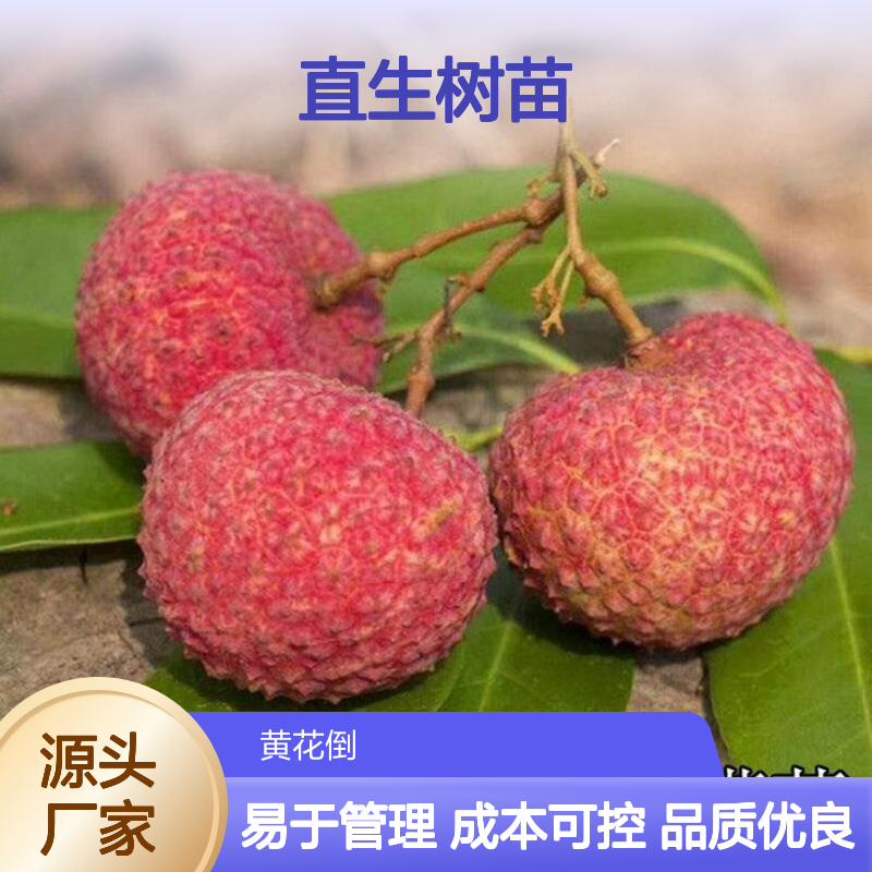 产地批发仙进奉荔枝直生树苗 种植成本低可控 荒山农田均可种植