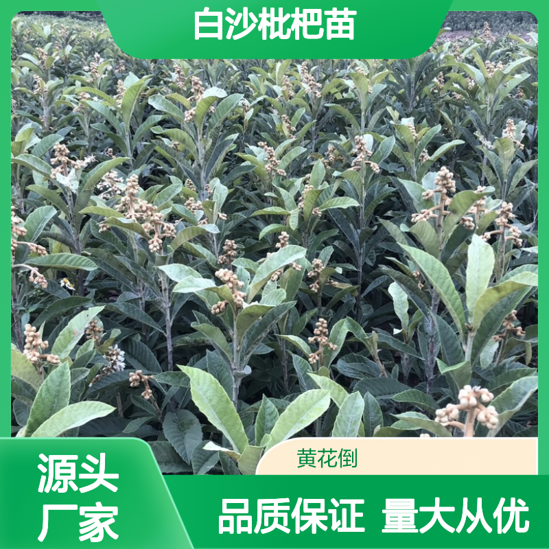 批发白沙枇杷苗 园林优选 风味鲜美 生长健壮 适应性强