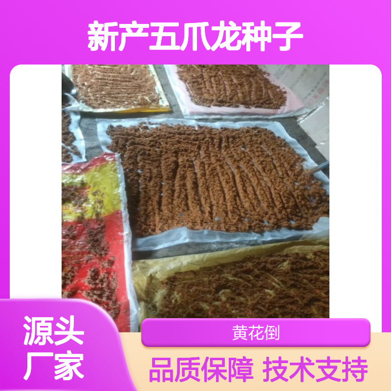 五爪龙种子新品 农户直供 附带技术指导 药材优选