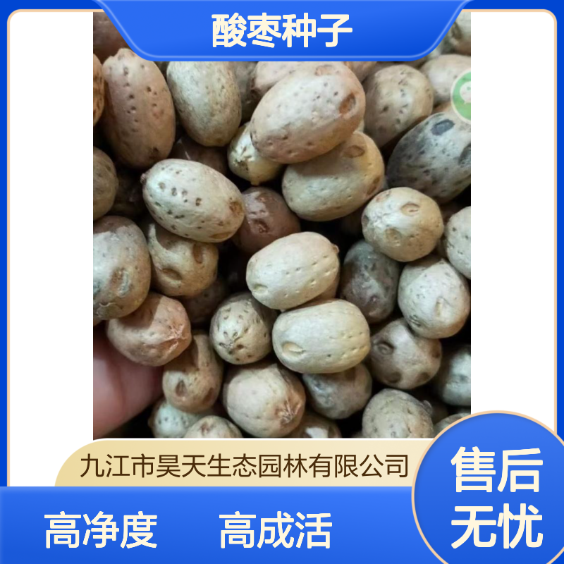 昊天园林南酸枣种子 99%净度90%成活率 落叶观叶 造林优选苗木
