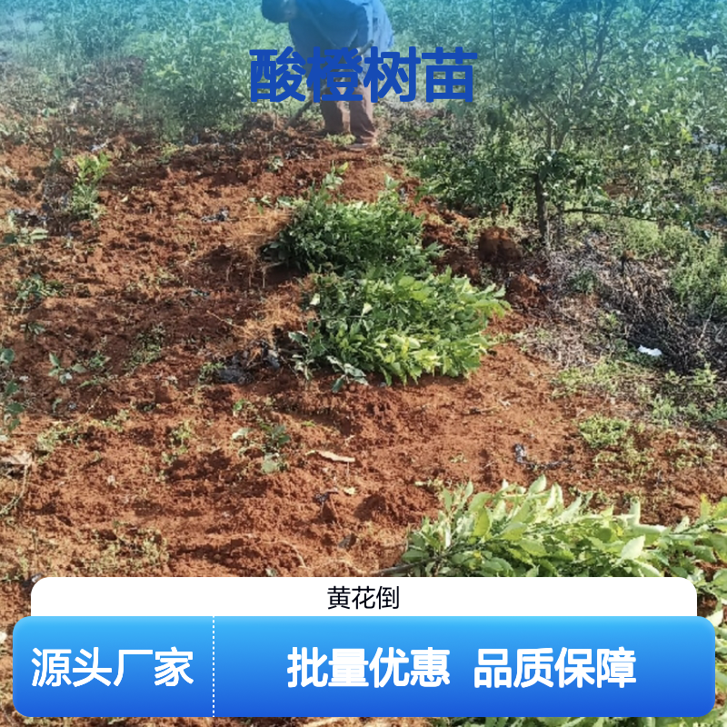 批发酸橙树苗 园林植物常绿灌木 酸橙种植园供应