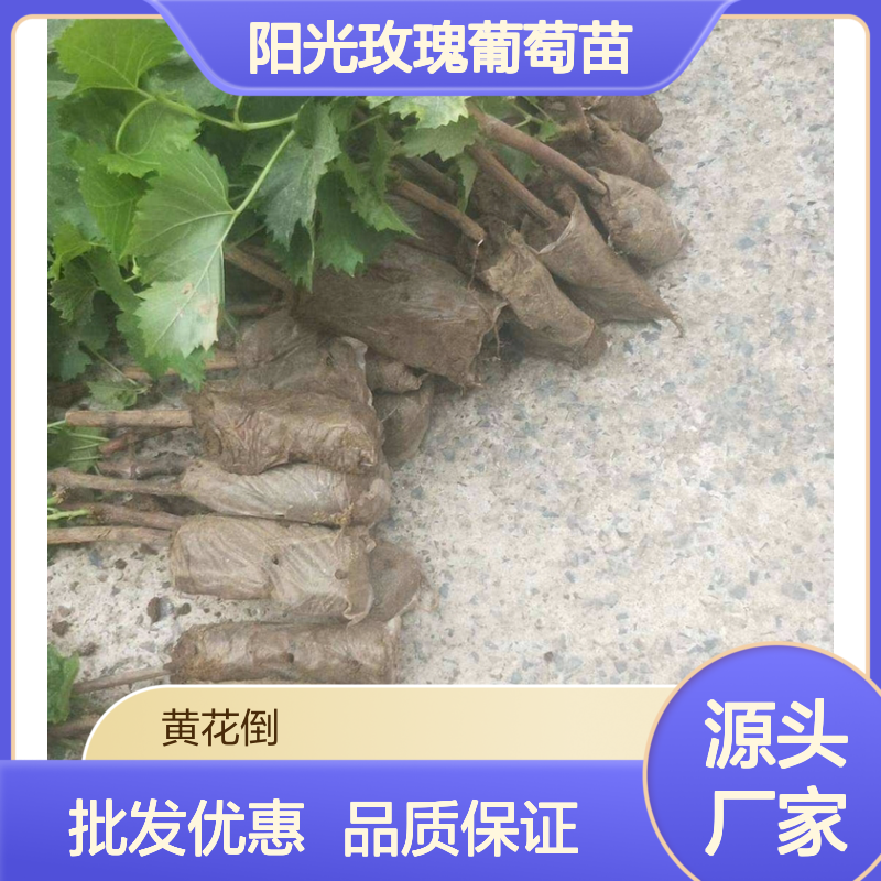 阳光玫瑰葡萄苗 嫁接繁殖 木质藤本植物 果味香甜
