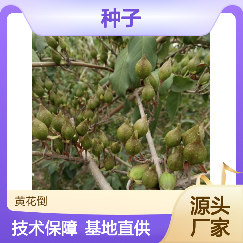精选黄奇丹种子 基地供苗成活率高 技术指导 耐寒力强