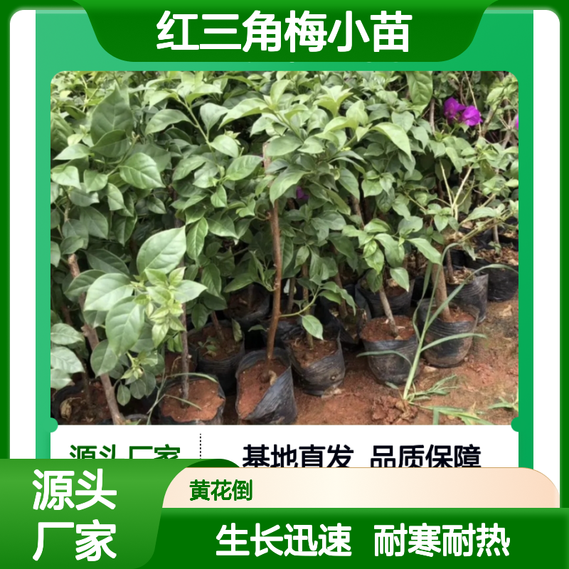 红三角梅小苗 基地直供 生长迅速 耐寒耐热 易于扦插
