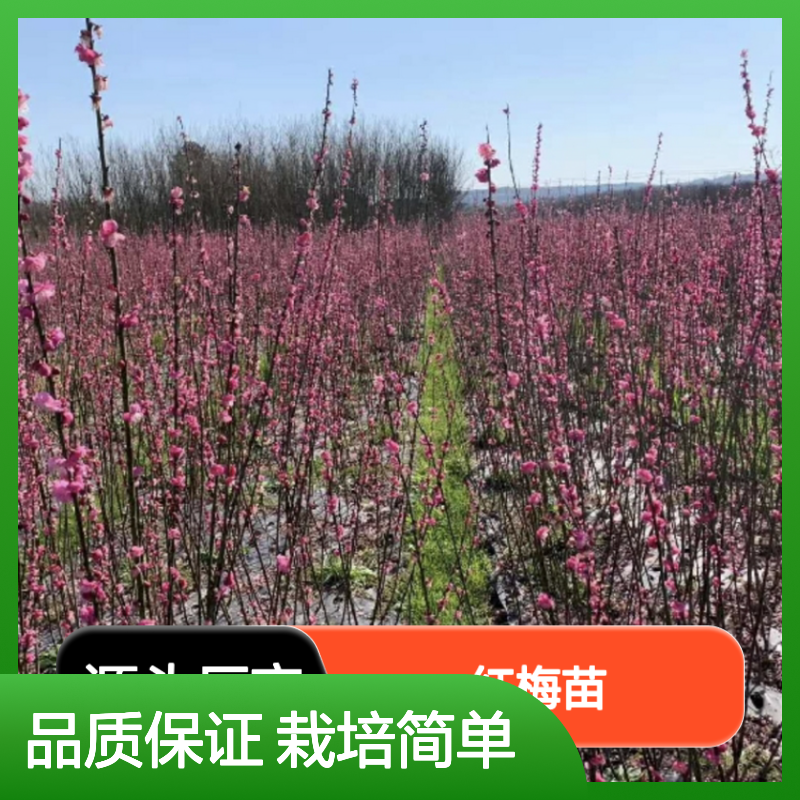 精选红梅苗 批发供应 庭园绿地优选 玉洁冰清 孤植群植