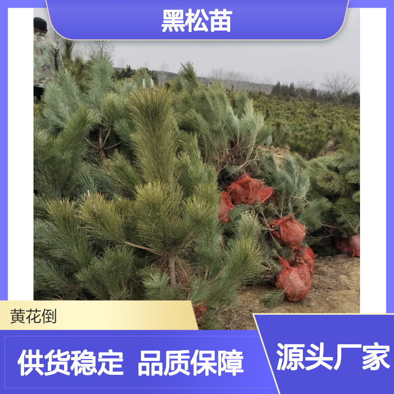 日本黑松苗 盆景造型多样 园林绿化优选 生长旺盛