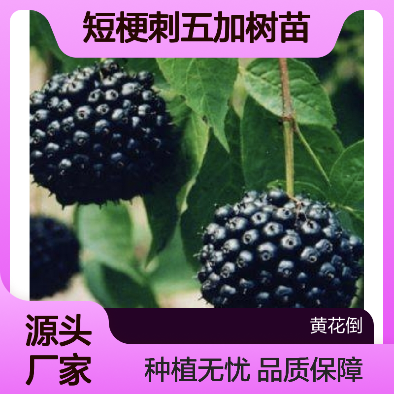 短梗刺五加树苗 培育指南与种植技巧 生长健壮